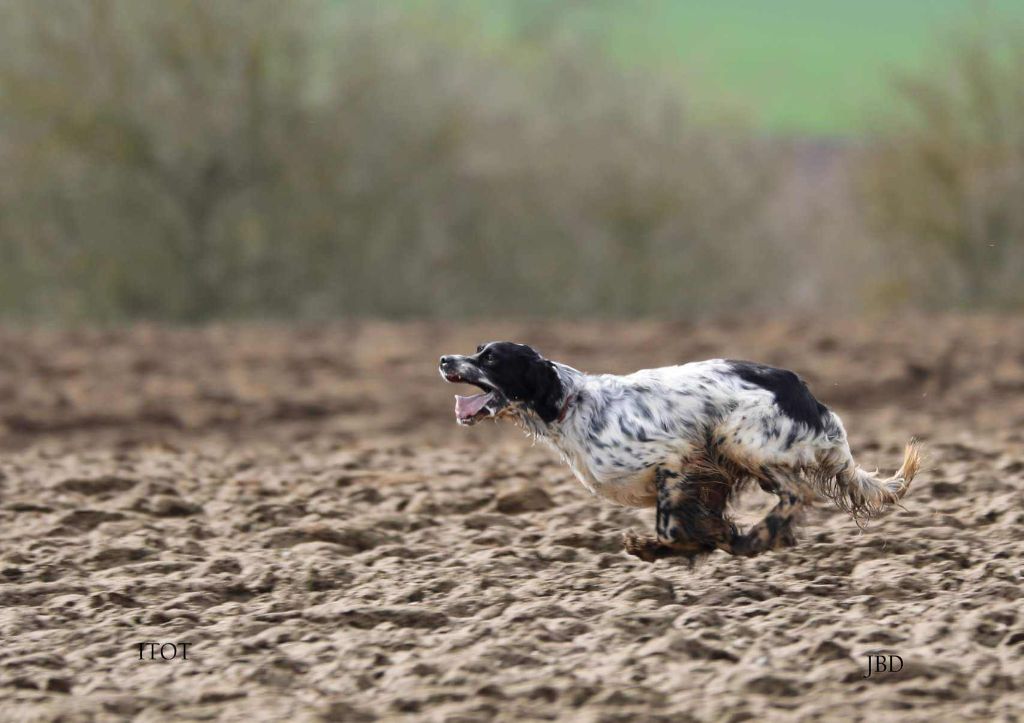 Des Pentes De La Mordoree - Naissance chiots Itot * Hounah 