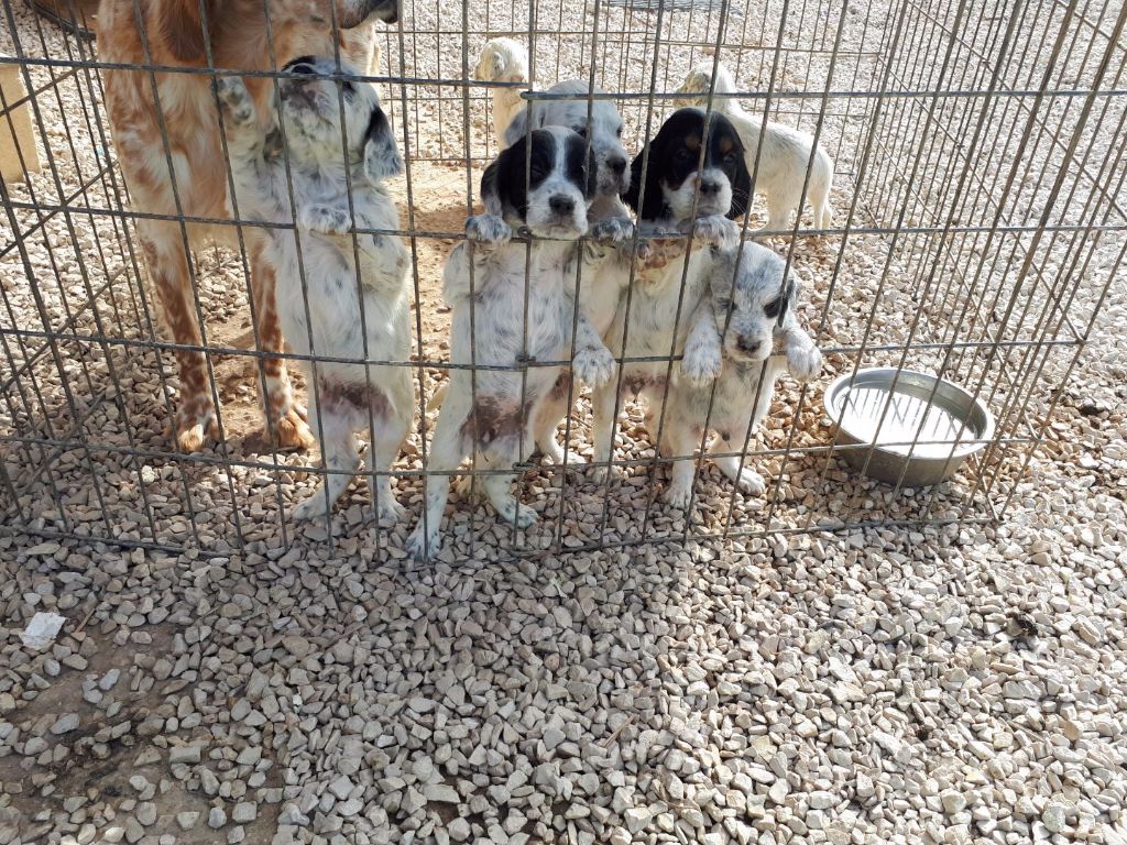 Des Pentes De La Mordoree - Chiots Mâle 