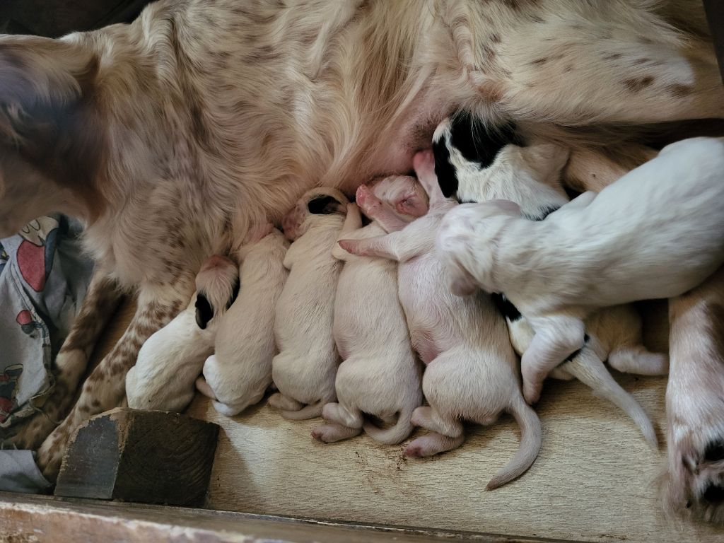 Des Pentes De La Mordoree - Naissance chiots