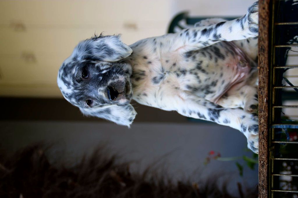 Des Pentes De La Mordoree - Setter Anglais - Portée née le 24/07/2017